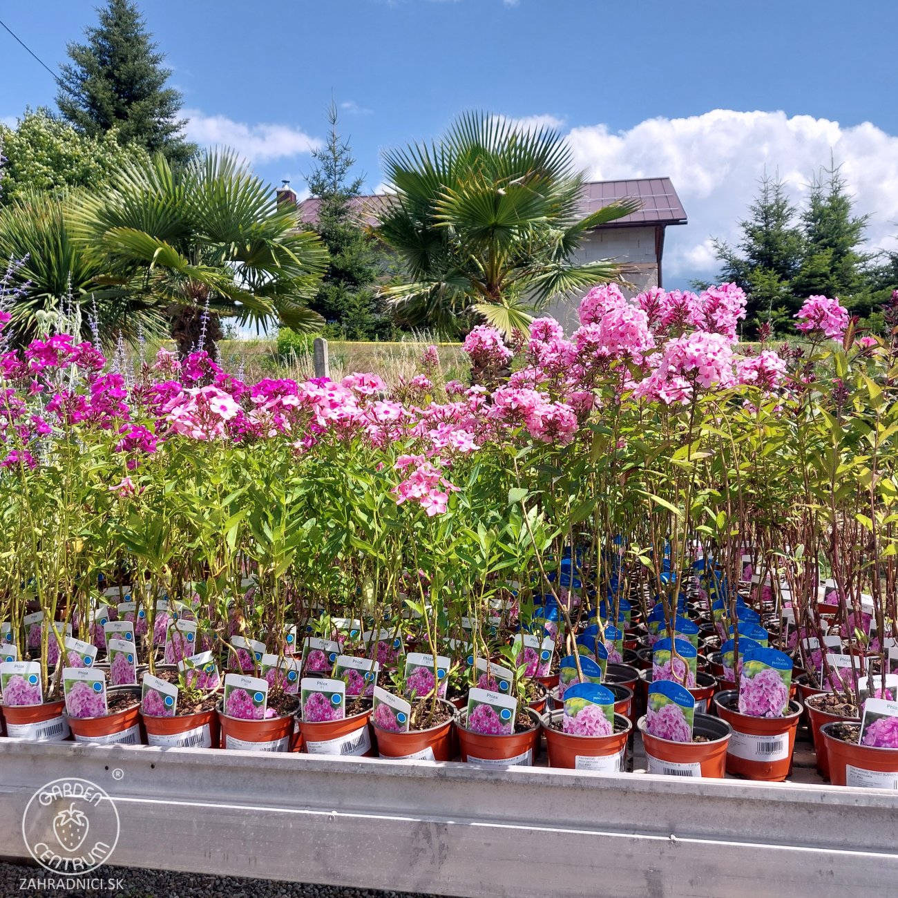 Obrázok Flox metlinatý (Phlox paniculata) ‘SWEET SUMMER MELODY’® - kont. C1,5L